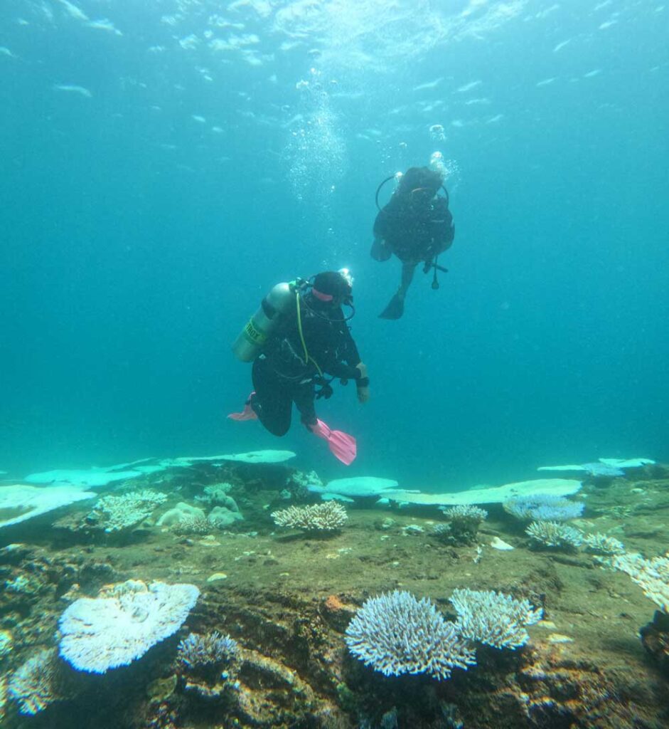 About Pearl Divers Sri Lanka | PADI 5 Star Dive Resort Since 1999